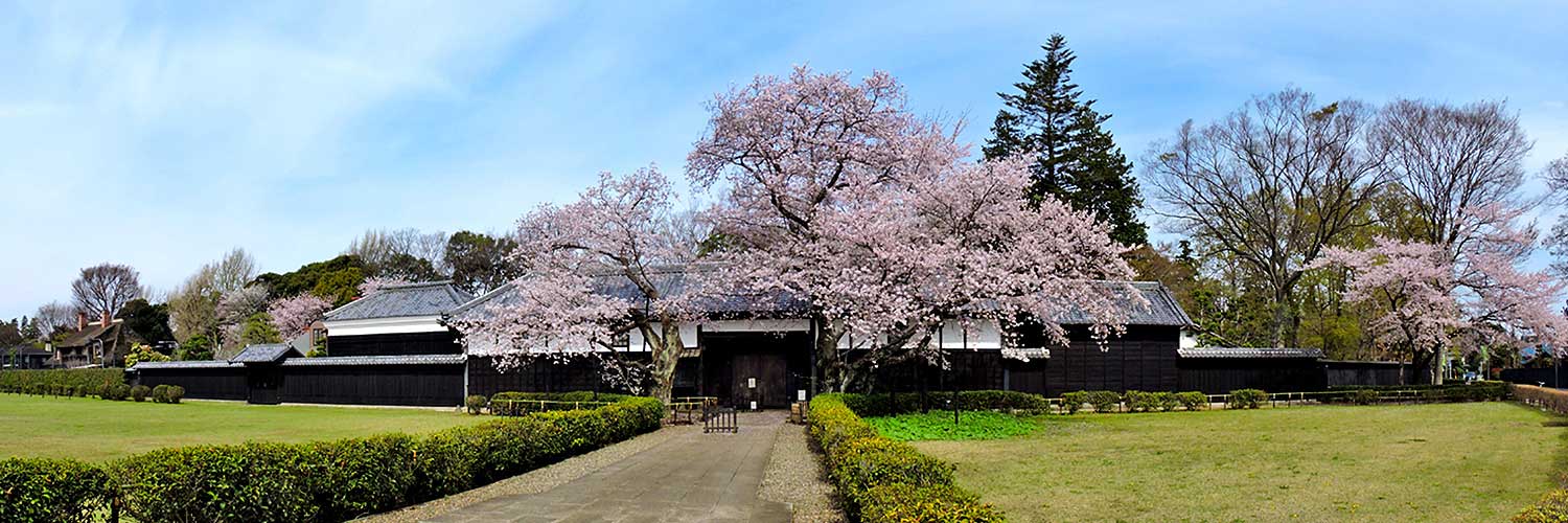柏の桜の名所の一つ、旧吉田家住宅歴史公園