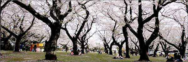 あけぼの山公園のさくら