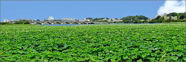ハスの群生地 ハスの群生地