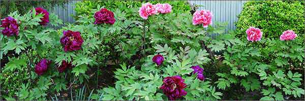 医王寺のボタン 医王寺のボタン