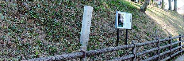 カタクリ群生地(逆井) カタクリ群生地(逆井)