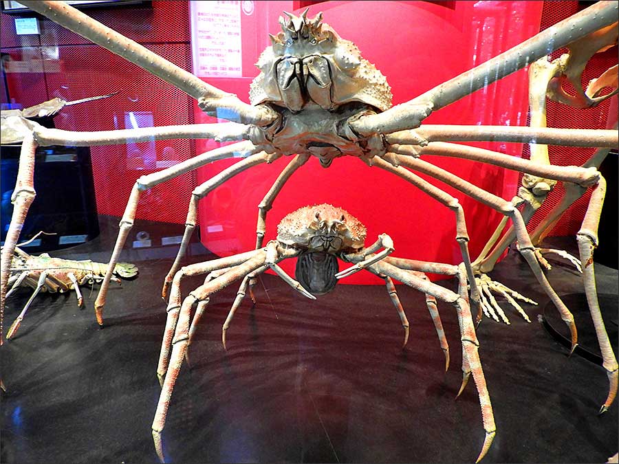 巨大なカニ標本 巨大なカニ標本