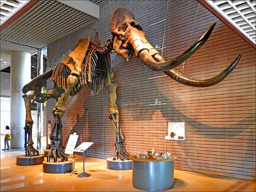 世界最大級のマンモス 世界最大級のマンモス