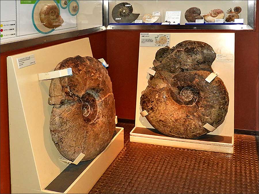 大型アンモナイトも展示 大型アンモナイトも展示