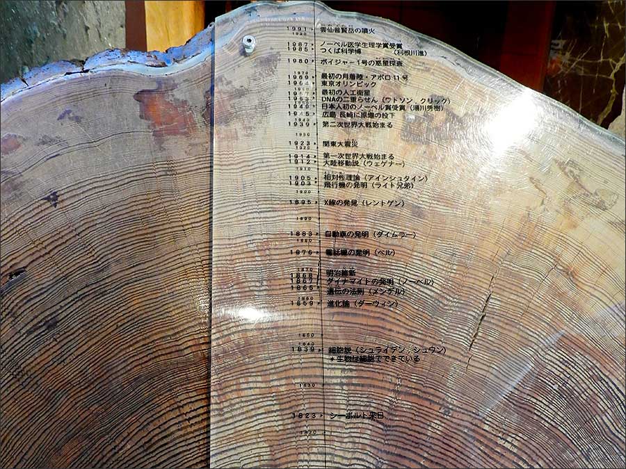 樹齢約240年の松の年輪標本 樹齢約240年の松の年輪標本