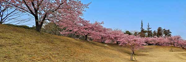 松ヶ崎城跡 松ヶ崎城跡