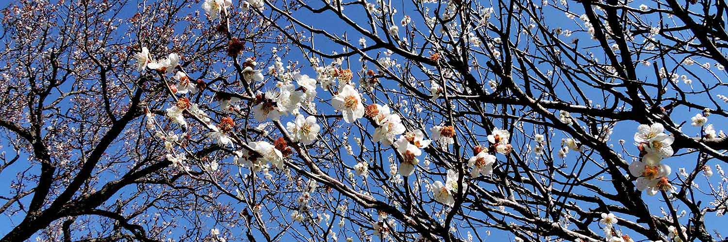 あけぼの山農業公園の花 Relax In Kashiwa 魅力再発見 かしわ