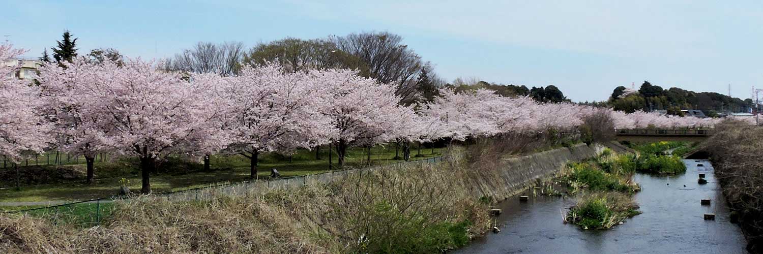 柏の桜の名所｜RELAX IN KASHIWA｜魅力再発見！かしわ